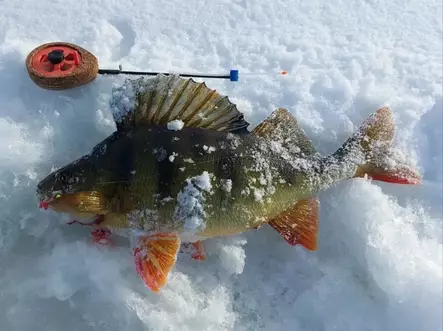 Morrilajitelma "Näätämö Survival Kit" - Pilkit - 3912300015912 - 2